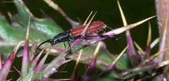 Ancylocera bicolor