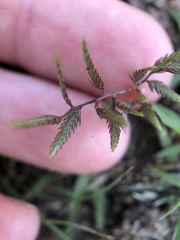 Eragrostis hypnoides