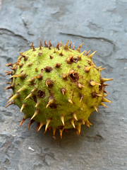 Magnoliopsida