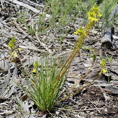 Bulbine praemorsa