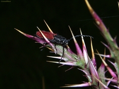 Ancylocera bicolor