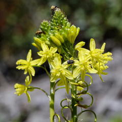 Bulbine praemorsa