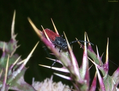 Ancylocera bicolor
