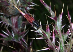 Ancylocera bicolor