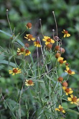Helenium microcephalum