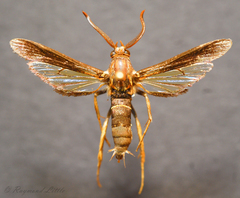 Vitacea polistiformis