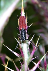 Ancylocera bicolor