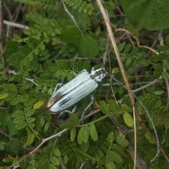 Deliathis imperatrix