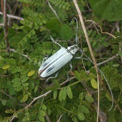 Deliathis imperatrix