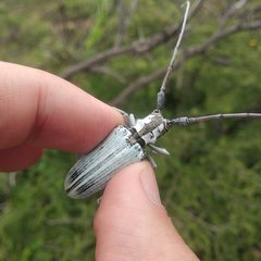 Deliathis imperatrix