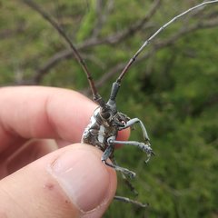 Deliathis imperatrix