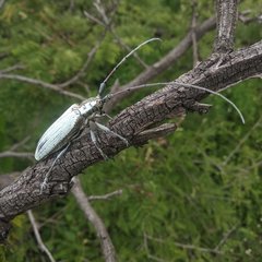 Deliathis imperatrix