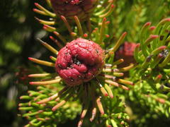Leucadendron teretifolium