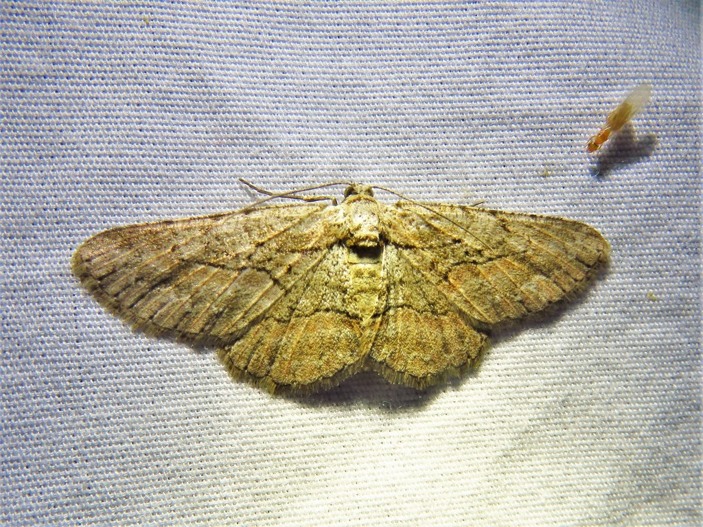 Anavitrinella addendaria