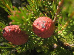 Leucadendron teretifolium