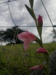 Gladiolus ochroleucus
