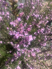 Boronia splendida