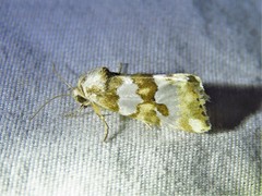 Schinia alencis