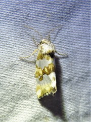 Schinia alencis