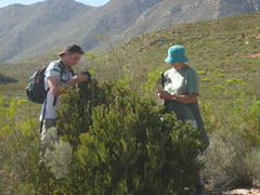 Leucadendron teretifolium