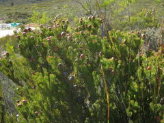 Leucadendron teretifolium