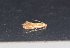 Philonome clemensella