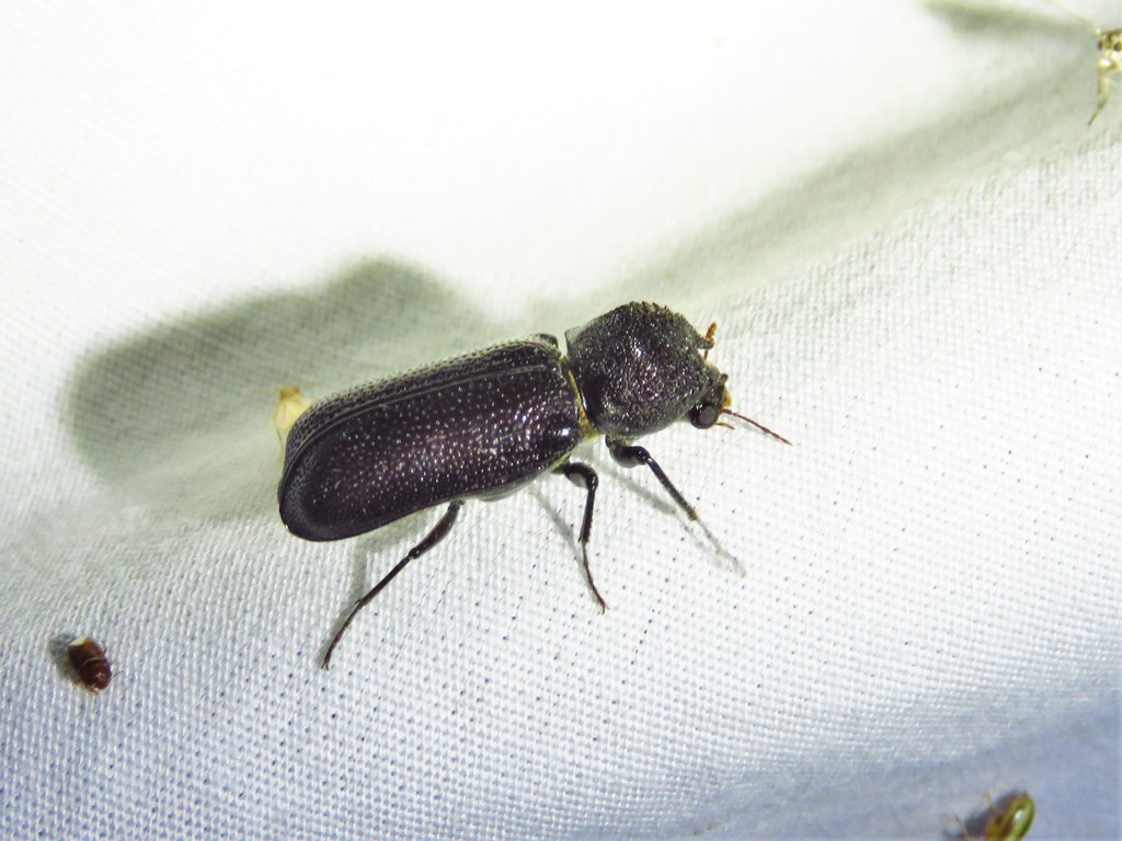 Horned Powderpost Beetle