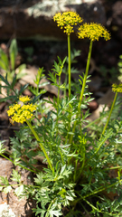 Cymopterus hallii