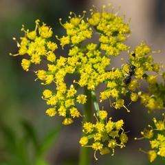 Cymopterus hallii