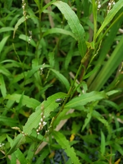 Disonycha pensylvanica