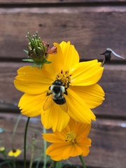 Bombus impatiens