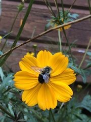 Bombus impatiens