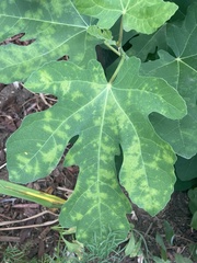 Fig mosaic emaravirus