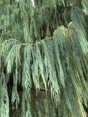 Cupressus cashmeriana