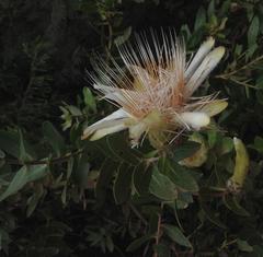 Protea aurea aurea