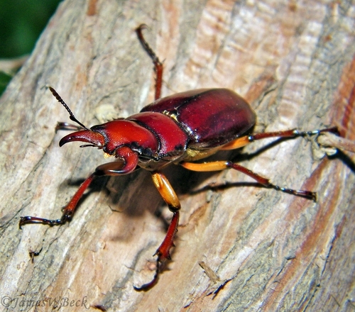Reddish-brown Stag Beetle