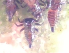 Insecta