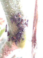 Insecta