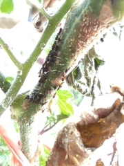 Insecta