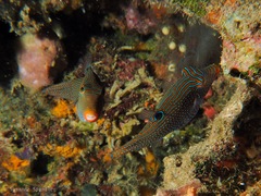 Canthigaster papua