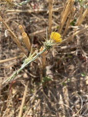 Centaurea solstitialis solstitialis