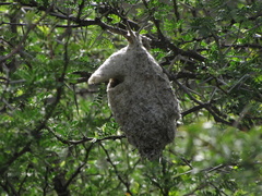 Anthoscopus minutus gigi