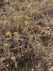 Centaurea solstitialis solstitialis