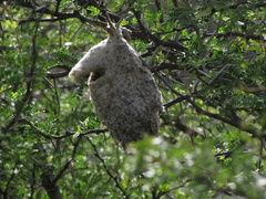Anthoscopus minutus gigi