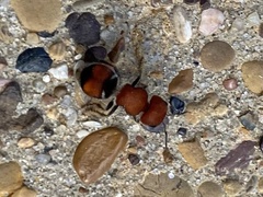 Pseudomethoca oceola