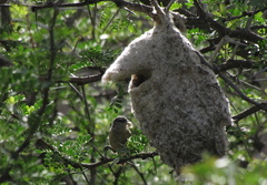 Anthoscopus minutus gigi