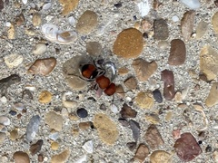 Pseudomethoca oceola