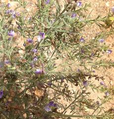 Psoralea axillaris