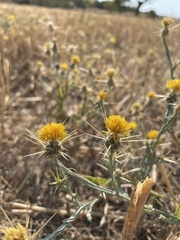 Centaurea solstitialis solstitialis
