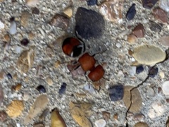 Pseudomethoca oceola